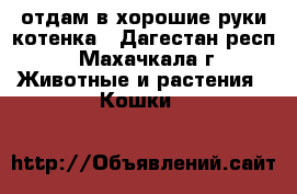 отдам в хорошие руки котенка - Дагестан респ., Махачкала г. Животные и растения » Кошки   